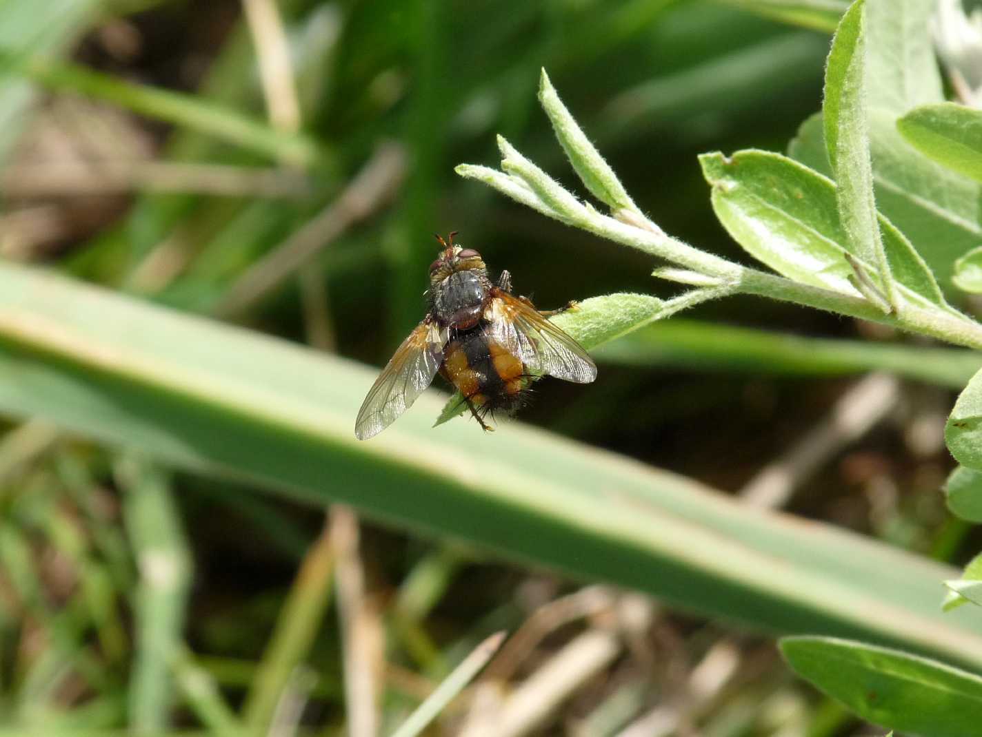 Tachina sp. (Tachinidae)